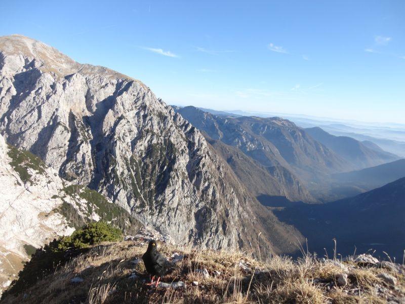 Požrešna kavka 8 800 x 600