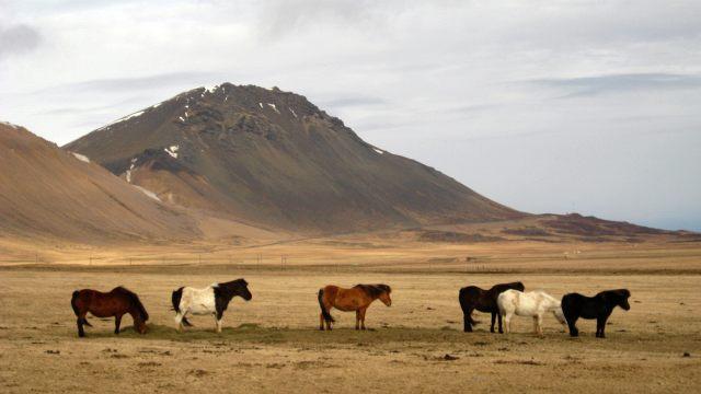 Značilni islandski konji (nikar jim ne recite poniji!)