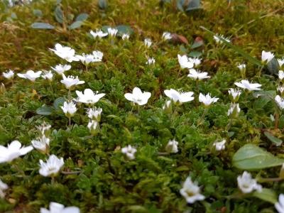 Punce (spet) v akciji