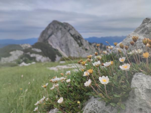 Sreča na vrvici